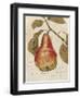 Pear Etching-Chad Barrett-Framed Art Print