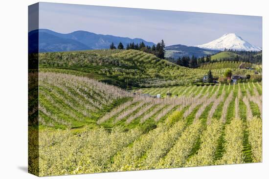 Pear Orchards Blooms with Mount Adams, Oregon, USA-Chuck Haney-Stretched Canvas