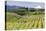 Pear Orchards Blooms with Mount Adams, Oregon, USA-Chuck Haney-Stretched Canvas