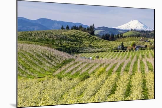 Pear Orchards Blooms with Mount Adams, Oregon, USA-Chuck Haney-Mounted Photographic Print