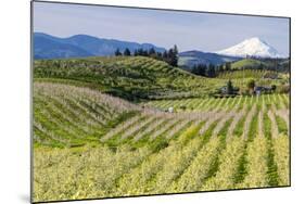 Pear Orchards Blooms with Mount Adams, Oregon, USA-Chuck Haney-Mounted Photographic Print