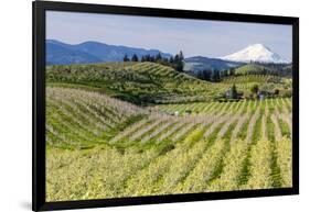 Pear Orchards Blooms with Mount Adams, Oregon, USA-Chuck Haney-Framed Photographic Print