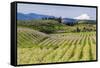 Pear Orchards Blooms with Mount Adams, Oregon, USA-Chuck Haney-Framed Stretched Canvas