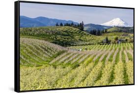 Pear Orchards Blooms with Mount Adams, Oregon, USA-Chuck Haney-Framed Stretched Canvas