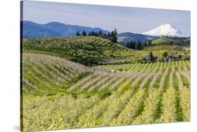 Pear Orchards Blooms with Mount Adams, Oregon, USA-Chuck Haney-Stretched Canvas