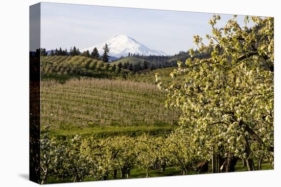 Pear Orchards Blooms with Mount Adams, Oregon, USA-Chuck Haney-Stretched Canvas