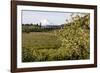 Pear Orchards Blooms with Mount Adams, Oregon, USA-Chuck Haney-Framed Photographic Print