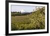 Pear Orchards Blooms with Mount Adams, Oregon, USA-Chuck Haney-Framed Photographic Print