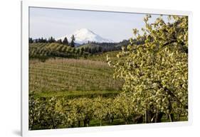 Pear Orchards Blooms with Mount Adams, Oregon, USA-Chuck Haney-Framed Photographic Print