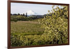 Pear Orchards Blooms with Mount Adams, Oregon, USA-Chuck Haney-Framed Photographic Print