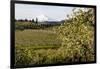 Pear Orchards Blooms with Mount Adams, Oregon, USA-Chuck Haney-Framed Photographic Print