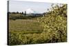 Pear Orchards Blooms with Mount Adams, Oregon, USA-Chuck Haney-Stretched Canvas