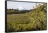 Pear Orchards Blooms with Mount Adams, Oregon, USA-Chuck Haney-Framed Stretched Canvas