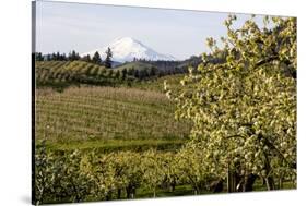 Pear Orchards Blooms with Mount Adams, Oregon, USA-Chuck Haney-Stretched Canvas
