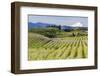 Pear Orchards Blooms with Mount Adams, Oregon, USA-Chuck Haney-Framed Photographic Print