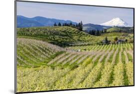 Pear Orchards Blooms with Mount Adams, Oregon, USA-Chuck Haney-Mounted Photographic Print