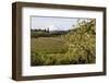 Pear Orchards Blooms with Mount Adams, Oregon, USA-Chuck Haney-Framed Photographic Print