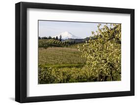 Pear Orchards Blooms with Mount Adams, Oregon, USA-Chuck Haney-Framed Photographic Print