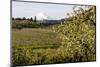 Pear Orchards Blooms with Mount Adams, Oregon, USA-Chuck Haney-Mounted Photographic Print