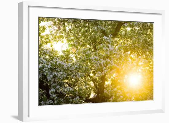 Pear Tree, Blossom, Detail-Ralf Gerard-Framed Photographic Print