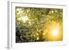 Pear Tree, Blossom, Detail-Ralf Gerard-Framed Photographic Print