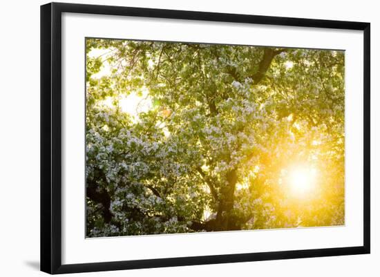 Pear Tree, Blossom, Detail-Ralf Gerard-Framed Photographic Print