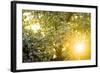 Pear Tree, Blossom, Detail-Ralf Gerard-Framed Photographic Print