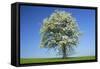 Pear Tree Flowering Pear Tree on a Meadow in Spring-null-Framed Stretched Canvas
