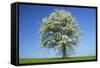 Pear Tree Flowering Pear Tree on a Meadow in Spring-null-Framed Stretched Canvas