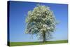 Pear Tree Flowering Pear Tree on a Meadow in Spring-null-Stretched Canvas