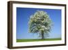 Pear Tree Flowering Pear Tree on a Meadow in Spring-null-Framed Photographic Print