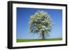 Pear Tree Flowering Pear Tree on a Meadow in Spring-null-Framed Photographic Print