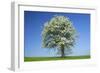 Pear Tree Flowering Pear Tree on a Meadow in Spring-null-Framed Photographic Print