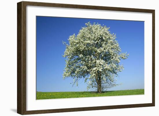 Pear Tree Flowering Pear Tree on a Meadow in Spring-null-Framed Photographic Print