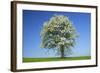 Pear Tree Flowering Pear Tree on a Meadow in Spring-null-Framed Photographic Print