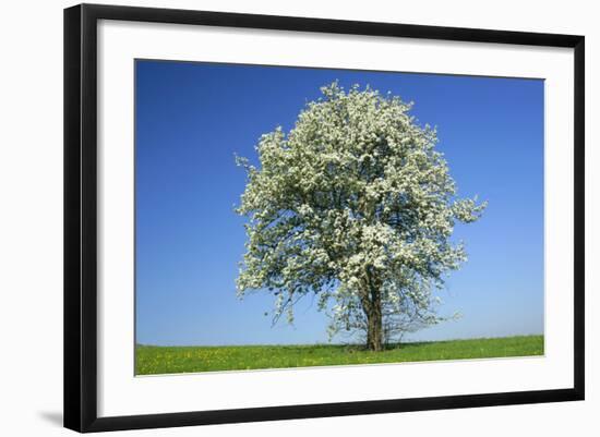 Pear Tree Flowering Pear Tree on a Meadow in Spring-null-Framed Photographic Print
