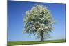 Pear Tree Flowering Pear Tree on a Meadow in Spring-null-Mounted Photographic Print