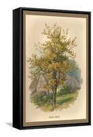 Pear Tree-W.h.j. Boot-Framed Stretched Canvas