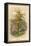 Pear Tree-W.h.j. Boot-Framed Stretched Canvas