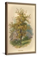 Pear Tree-W.h.j. Boot-Stretched Canvas