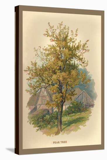 Pear Tree-W.h.j. Boot-Stretched Canvas