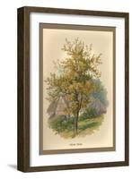 Pear Tree-W.h.j. Boot-Framed Art Print