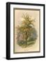 Pear Tree-W.h.j. Boot-Framed Art Print