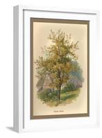 Pear Tree-W.h.j. Boot-Framed Art Print