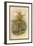 Pear Tree-W.h.j. Boot-Framed Art Print