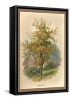 Pear Tree-W.h.j. Boot-Framed Stretched Canvas