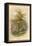 Pear Tree-W.h.j. Boot-Framed Stretched Canvas