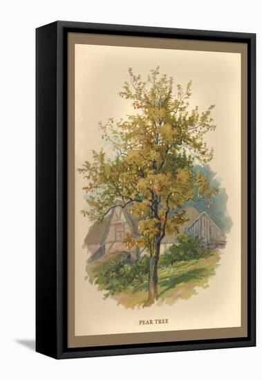 Pear Tree-W.h.j. Boot-Framed Stretched Canvas