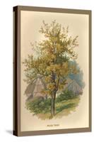 Pear Tree-W.h.j. Boot-Stretched Canvas