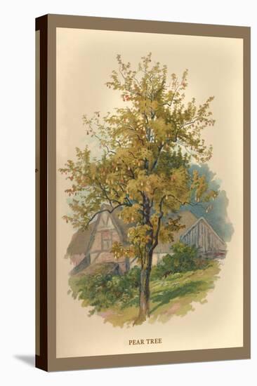 Pear Tree-W.h.j. Boot-Stretched Canvas